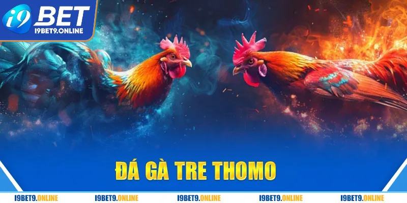 đá gà tre thomo tại i9bet