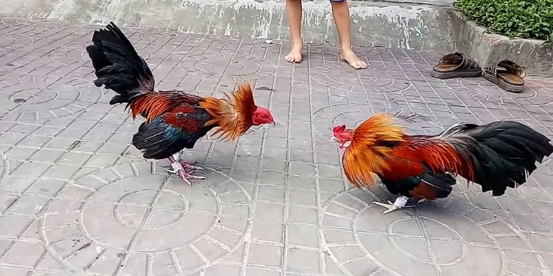 Đá gà tre Thomo có kích thước nhỏ gọn và sự linh hoạt