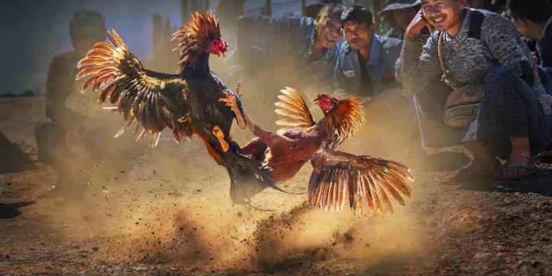 Kèo châu Âu đặt cược cho gà tre Thomo sẽ giành phần thắng