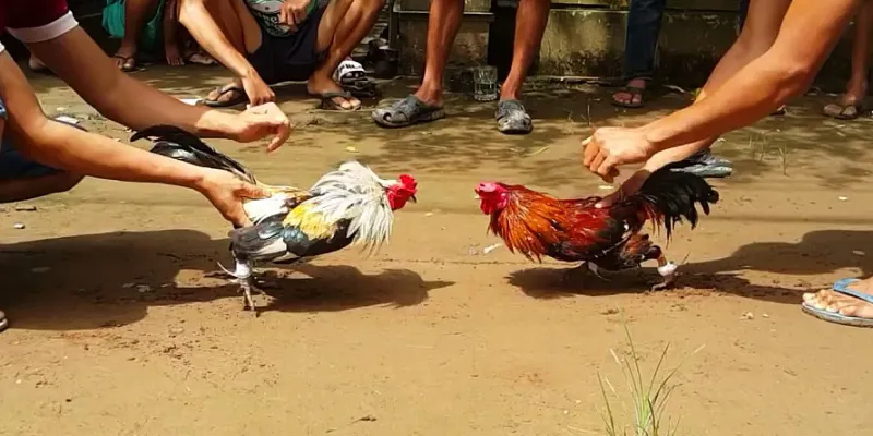 Kết quả đá gà tre Thomo dựa trên sự khéo léo và bản lĩnh của chúng